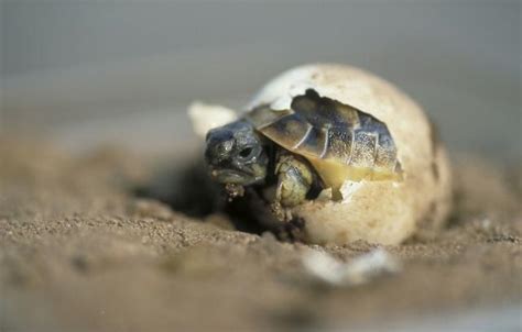 烏龜是體內受精嗎